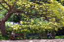 Indian bean tree